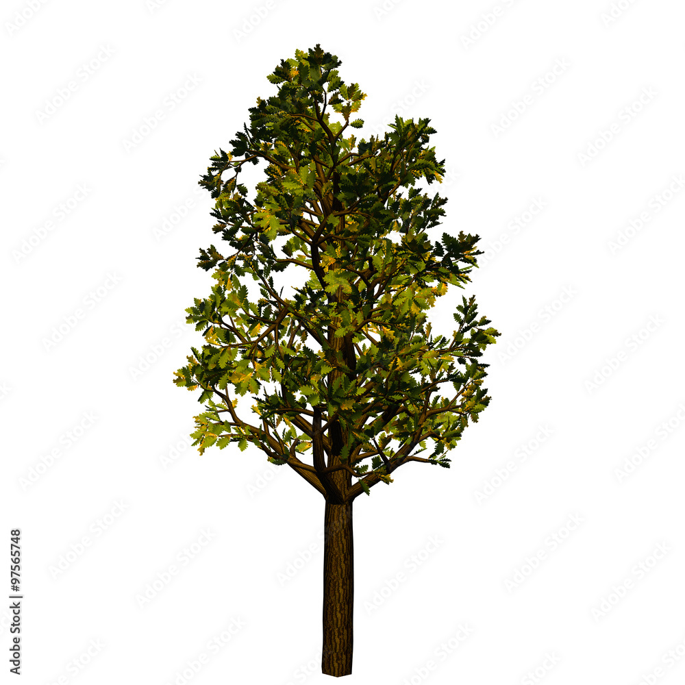 Fototapeta premium Tree