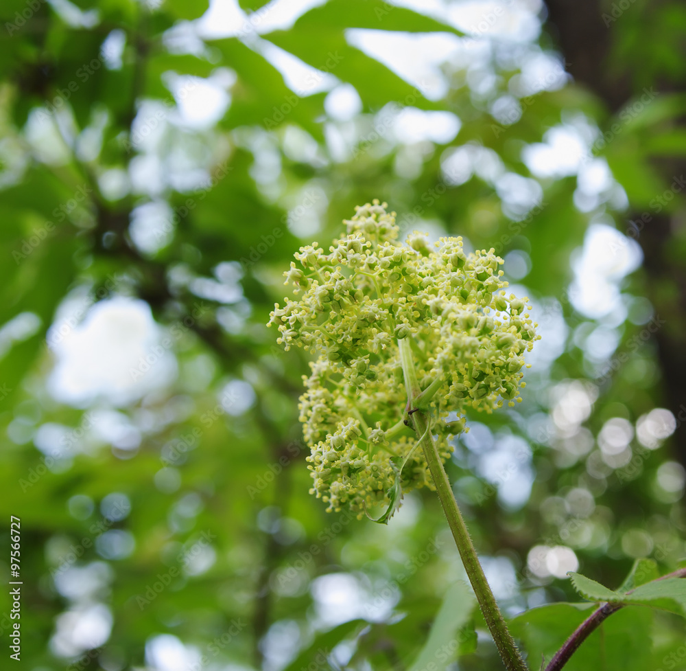 inflorescence of red elder (lat. Sambucus racemosa) closeup, local focus, shallow DOF inflorescence of red elder (lat. Sambucus racemosa) closeup, local focus, shallow DOF