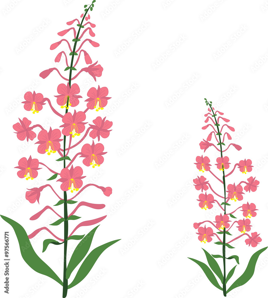 Angustifolium, chamaenerion, Willow tea herb, sally-bloom flower, vector Illustration, isolated on a transparent background Angustifolium, chamaenerion, Willow tea herb, sally-bloom flower, vector Illustration, isolated on a transparent background