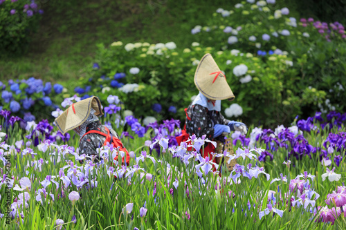 横須賀しょうぶ園の花摘みさん