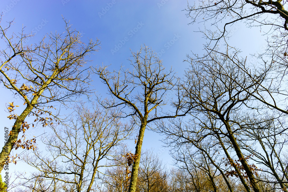 Obraz premium Beauty of winter forest with moss, sunny day