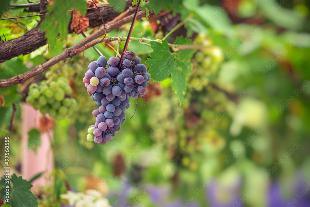 Purple red grapes with green leaves on the vine. fresh fruits