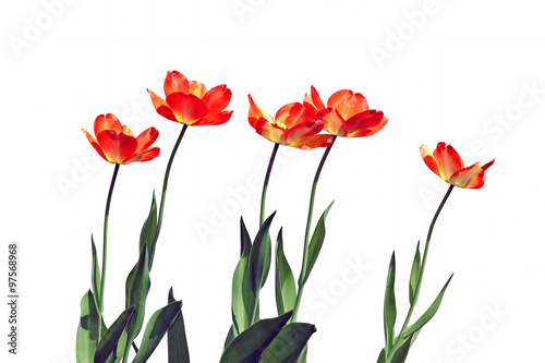 Fototapeta Naklejka Na Ścianę i Meble -  Several red flowering tulips isolated