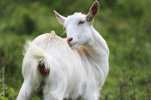 Young white goat eating grass in summer meadow
