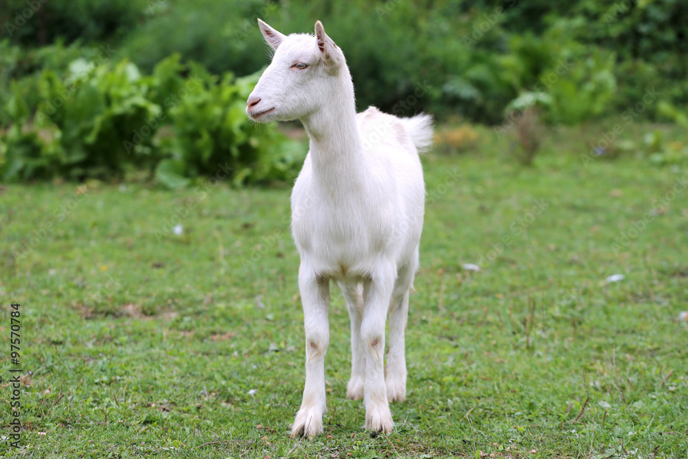 Close up shot of a domestic young goat Close up shot of a domestic young goat