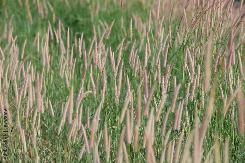 Fototapeta premium reeds grass