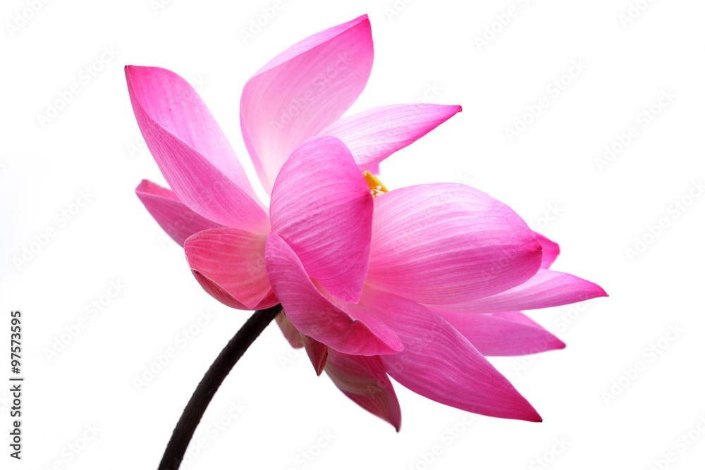 lotus flower isolated on white background.