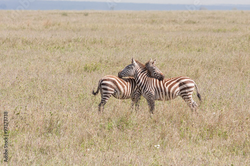 Two Burchell   s Zebras flirt on savanna plain. Serengeti National Park  Great Rift Valley  Tanzania  Africa.  