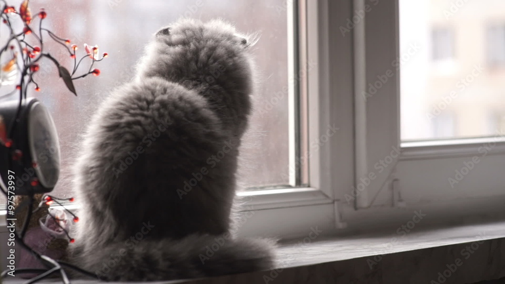 The small gray Scottish Fold breed cat sitting on the windowsill and watch what is going on outside and around it. He is very cute and fluffy. He has brown, big and beautiful eyes. The small gray Scottish Fold breed cat sitting on the windowsill and watch what is going on outside and around it. He is very cute and fluffy. He has brown, big and beautiful eyes.