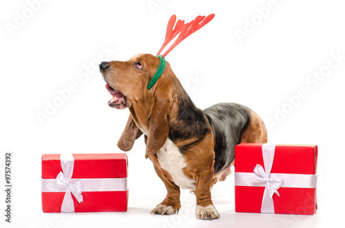 Happy dog Basset Hound with deer horns on his had and Christmas  gifts