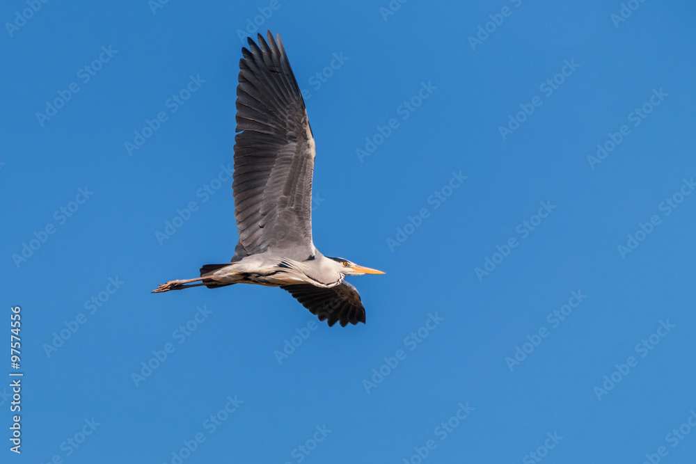 Obraz premium Grey heron flying