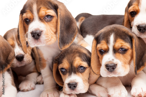 Beagle puppies on white background © master1305