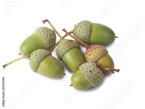 Green acorns on a white background