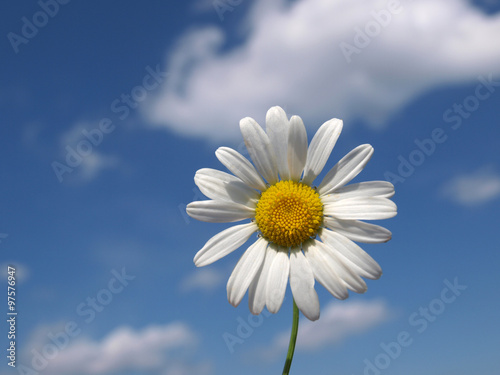 Wild daisies on a background of blue sky