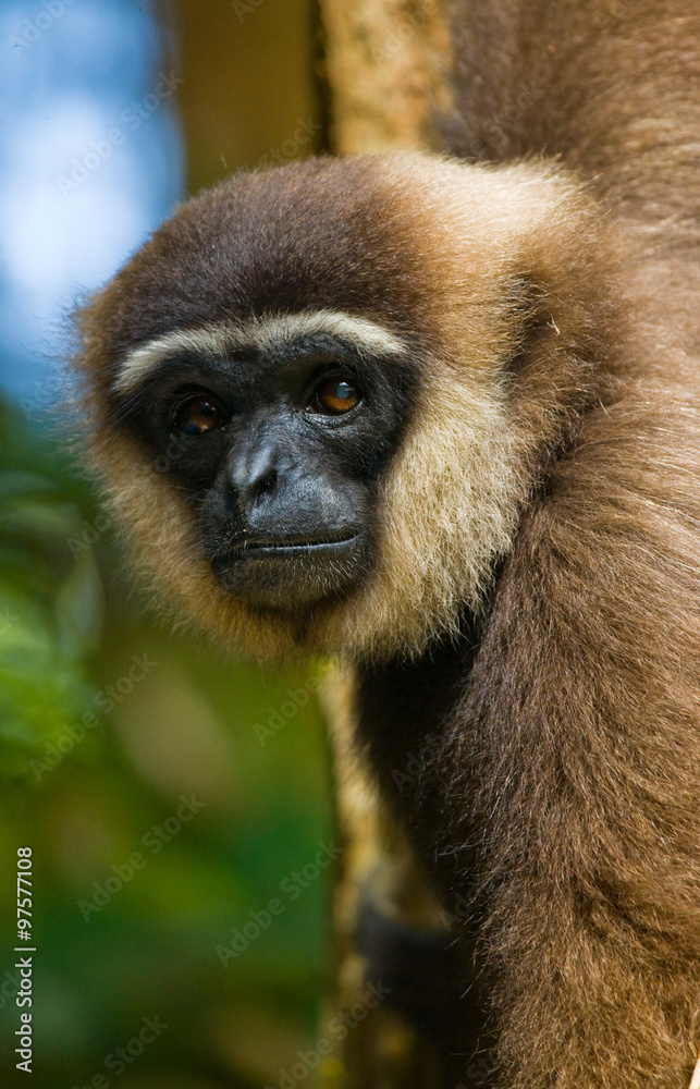 Portrait of Gibbon. Close-up. Indonesia. The island of Kalimantan (Borneo). An excellent illustration. Portrait of Gibbon. Close-up. Indonesia. The island of Kalimantan (Borneo). An excellent illustration.