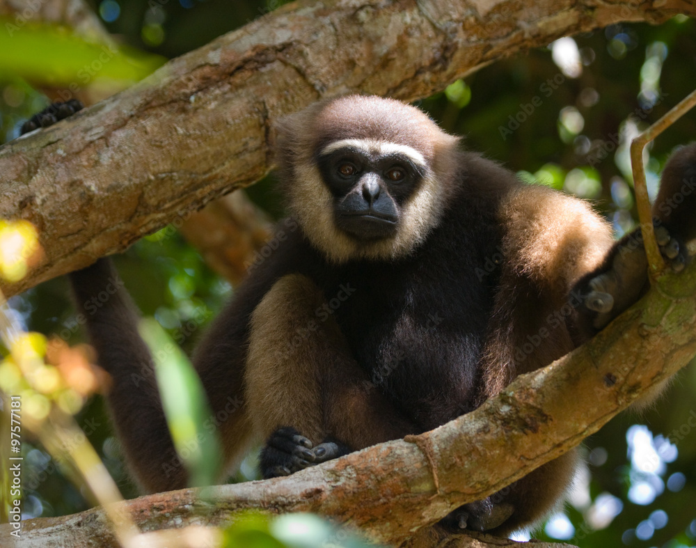 Obraz premium Gibbon sitting on the tree. Indonesia. The island of Kalimantan (Borneo). An excellent illustration.
