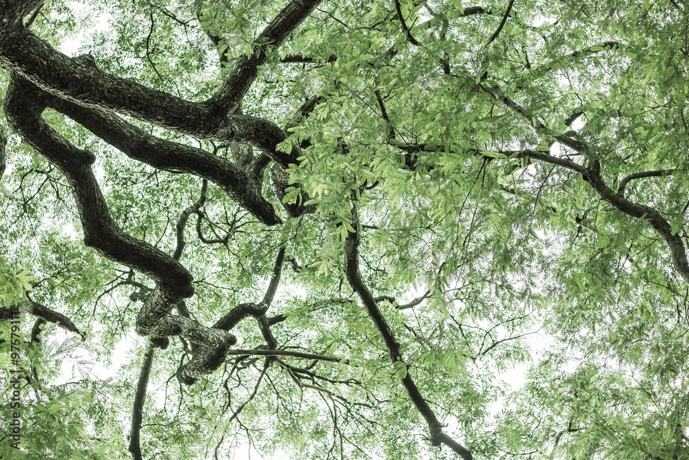 Fototapeta premium tree in the park