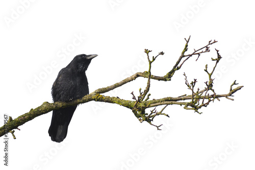Carrion crow on tree