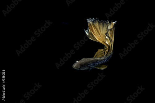Siamese fighting fish, on black background
