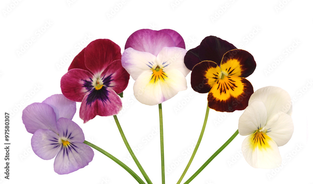 Fleurs de Viola cornuta Fleurs de Viola cornuta