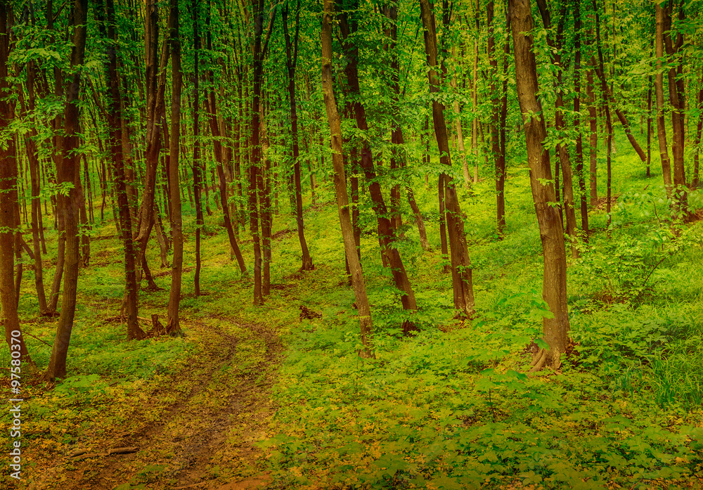 forest trees