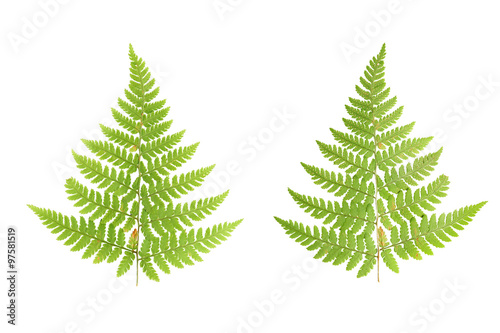 Pressed and dried leaves of ferns. Leaves isolated on white back