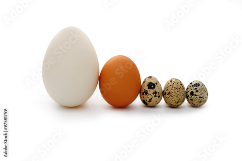 concept of a family with three kids. different-sized eggs (goose, chicken, quail) standing in a row. They symbolize a couple of parents and their three children. Isolated on white background