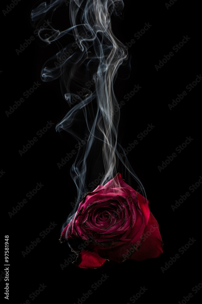 Smoke and Rose. Red rose and smoke on black background. Stock Photo | Adobe  Stock