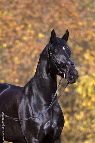 Schwarzes Pferd portrait mit bunten Herbst Blättern im Hintergrund