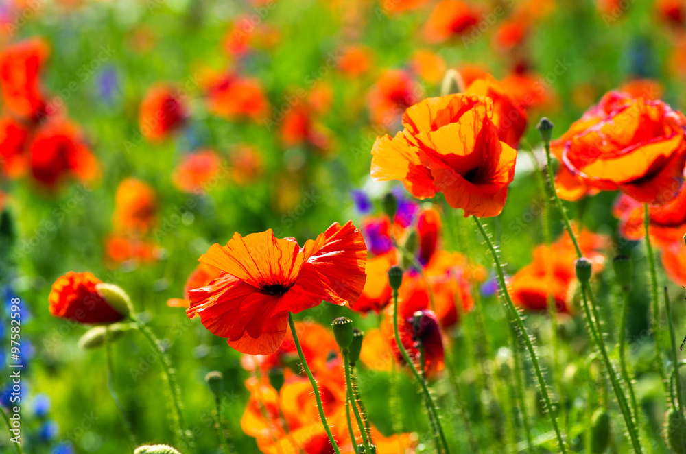 Fototapeta premium Beautiful poppy field