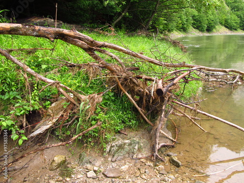 Branches of trees lying on the bank of a river