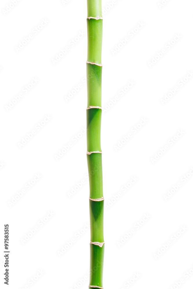 Naklejka premium bamboo