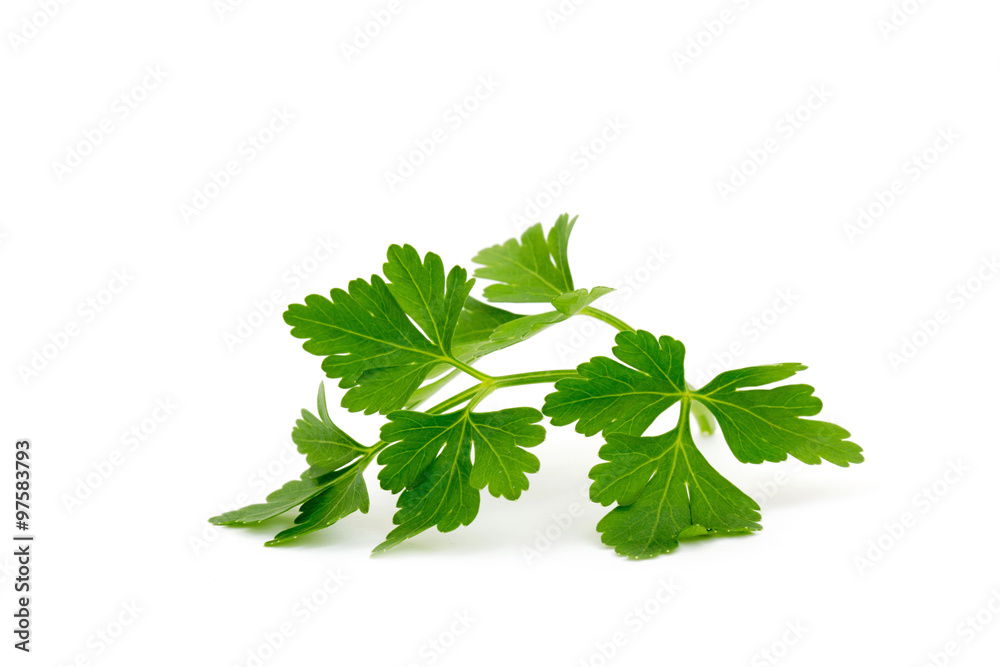 parsley isolated on white parsley isolated on white