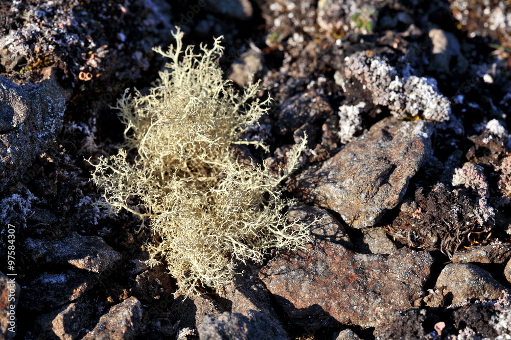 Arctic lichen
Arctic lichen