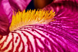detail of purple flower Iris in studio.