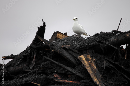 Rare Ivory Gull (Pagophila eburnean) on top of industrial waste in Arctic
 photo