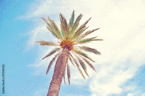Palm tree © nixki