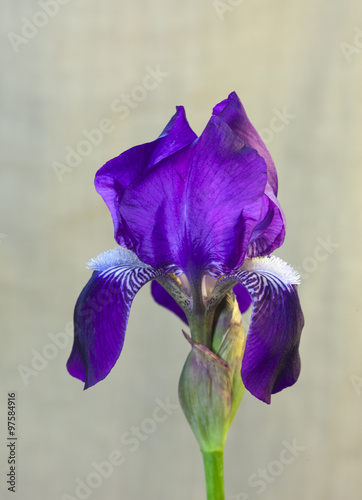 Fototapeta Naklejka Na Ścianę i Meble -  Flower of violet iris closeup