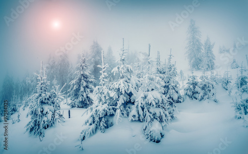 Foggy winter sunrise in the mountain forest.