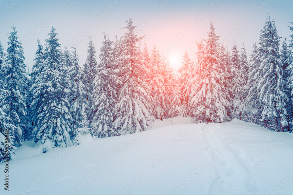 Fototapeta premium Misty winter morning in the foggy mountain forest