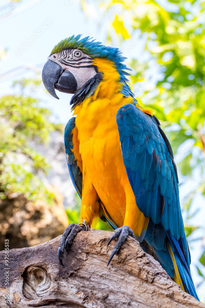 Fototapeta premium Blue parrot macaw