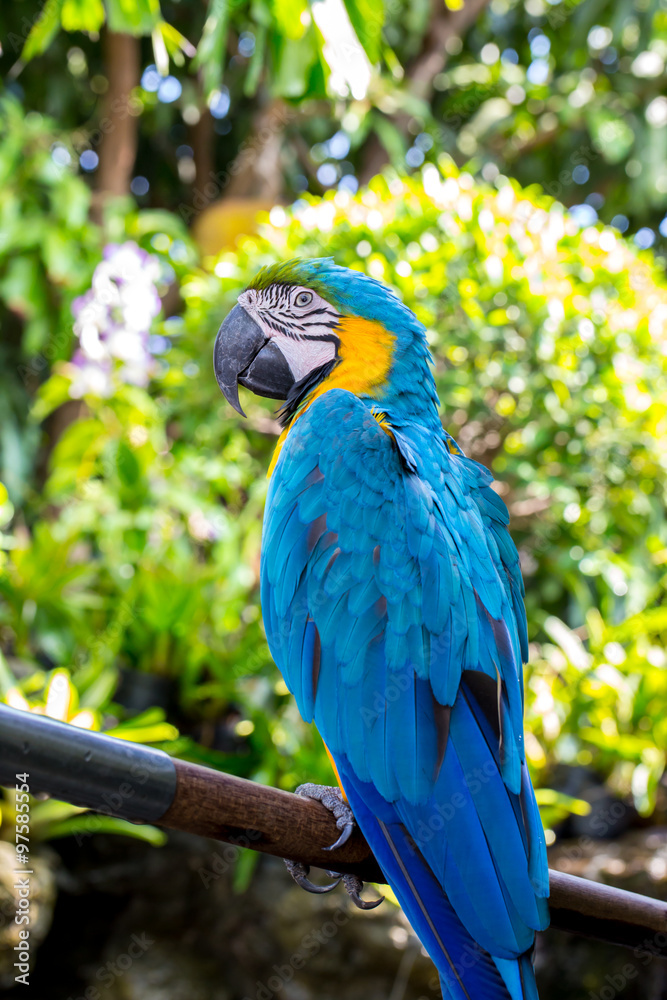Obraz premium Blue parrot macaw