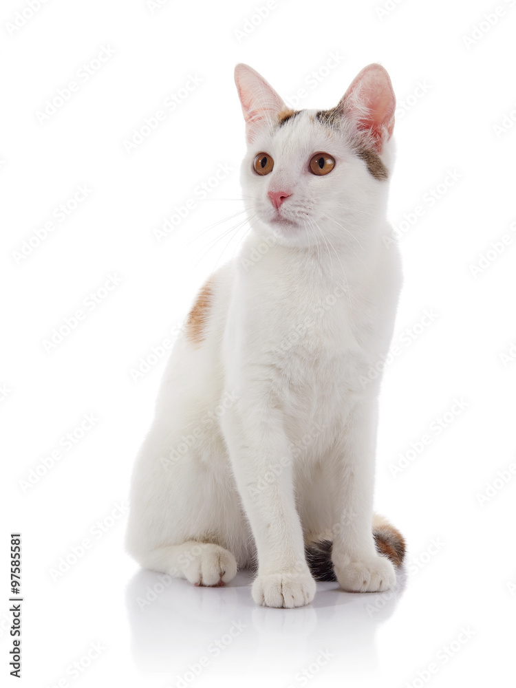 The white cat with yellow eyes