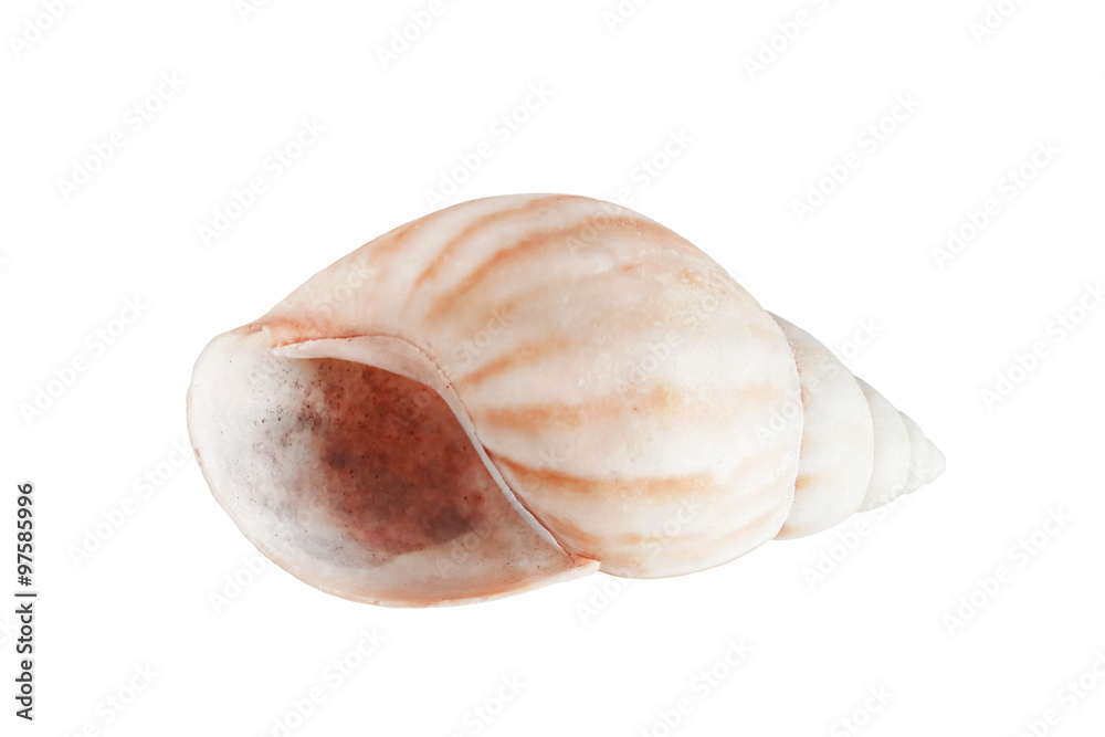 Seashell Seashell
