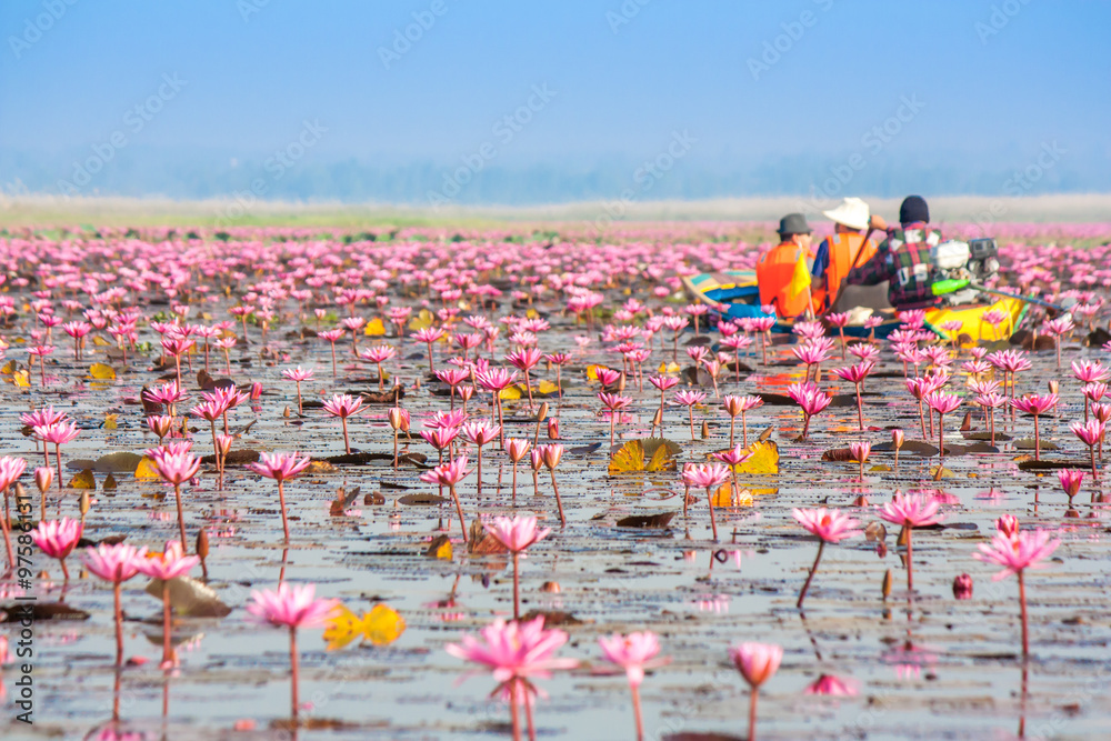 Sea of pink lotus, Nonghan, Udonthani, Thailand Sea of pink lotus, Nonghan, Udonthani, Thailand