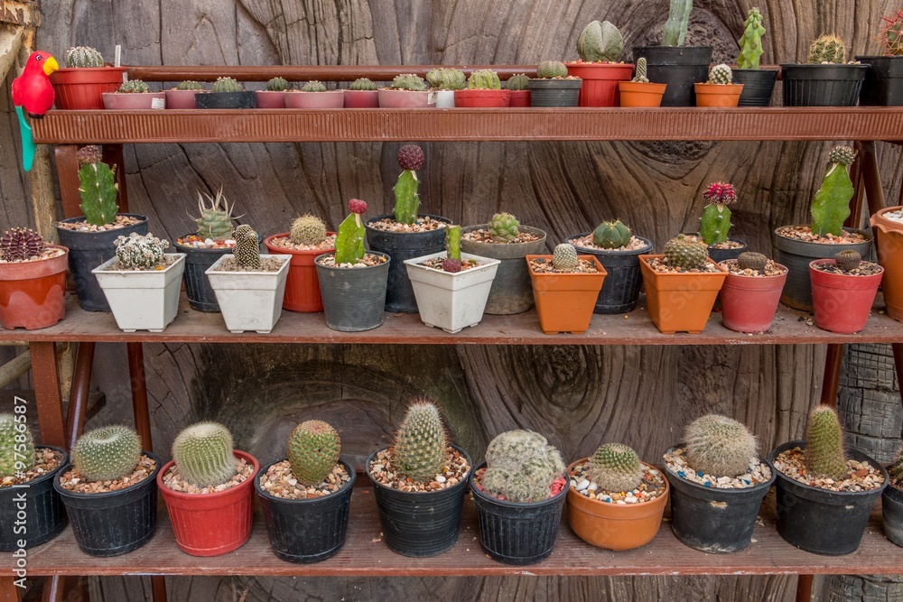 Fototapeta premium cactus on shelf