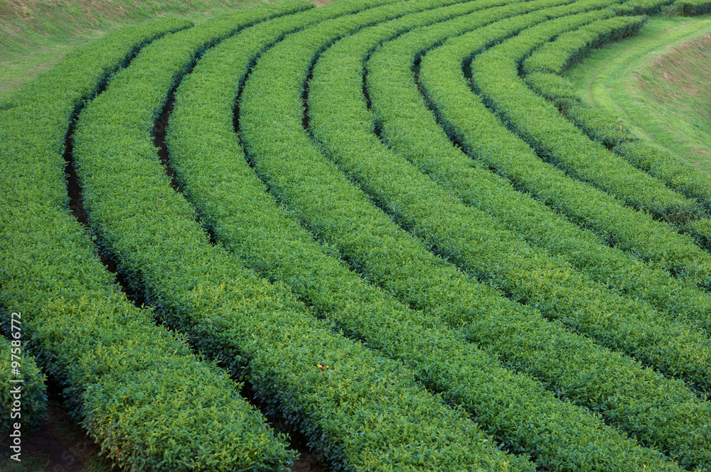 Green Tea Plantations