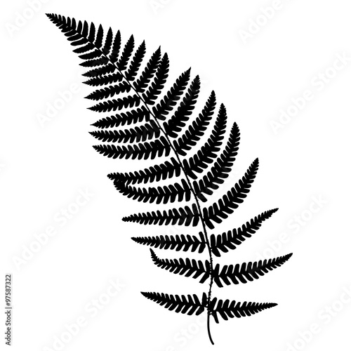 Fern frond black silhouette.