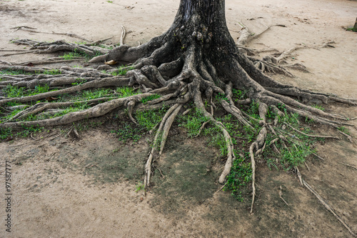 big tree root