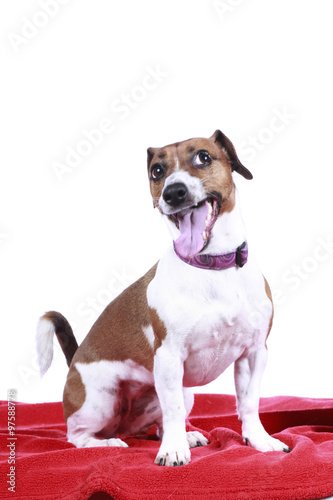 H  bscher Jack Russell Terrier auf roter Decke